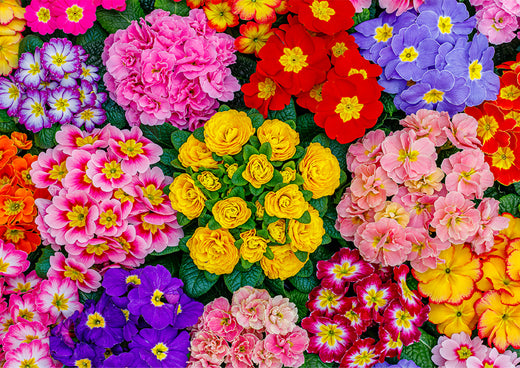 Blühende Blumen
